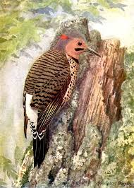To flicker verb (flickers, flickered, flickering). Northern Flicker 70birds Birdhouse Plans Index