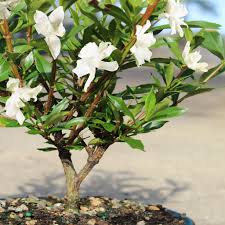Image result for Gardenia