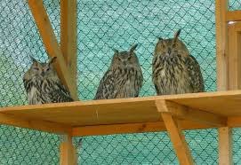 Catch the latest finland and belgium news and find up to date football standings, results, top scorers and previous winners. Eagle Owl Reintroduction Programme Complements Danube Delta Food Chain Rewilding Europe