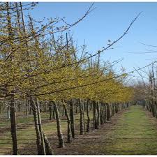 Image result for Cornus mas