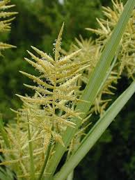Image result for Cyperus nduru