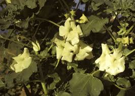 Image result for Holubia