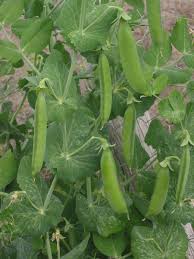 When to plant peas in cool climate areas. Plant Peas Please North Carolina Cooperative Extension