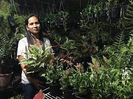 Try one of our beginner succulent or indoor i've ordered succulents online from other companies and nurseries for about 2 years now and this company (harddy) is hands down the best yet! A Business Taking Roots With Plants Sunstar