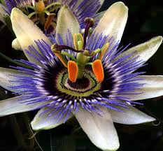 Pin On Flowers