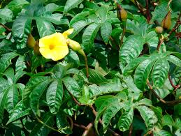 Image result for Merremia