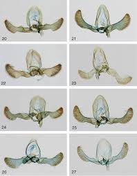 Image result for Lecaniodiscus fraxinifolius