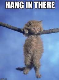 Hang In There Kitty Memes Gifs Imgflip