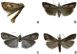Image result for Catoptria pinella