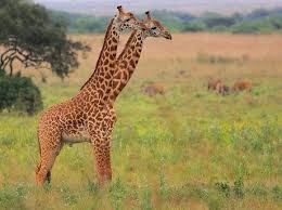 These 15 Amazing Wildlife Photographs Will Make You Laugh Till Your Stomach Hurts Giraffe Animals Wildlife