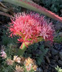 Image result for Boophone