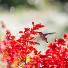 We did not find results for: 10 Great Plants For Attracting Hummingbirds
