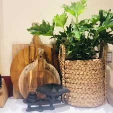 It takes a while, (don't expect a large 4 ft tall plant in one year!!), but it's definitely a fun and rewarding hobby in its own right. Thaumatophyllum Bipinnatifidum Hope Syn Philodendron Bipinnatifidum Hope Philodendron Selloum Hope Tree Philodendron Hope In Gardentags Plant Encyclopedia