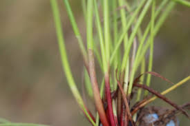 Image result for Isolepis prolifera