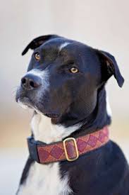 Plus recall notices and nutrition advice. Lucy Pet Products Dog Shampoo And Conditioner Petsweekly Com