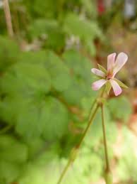 Image result for Pelargonium alchemilloides