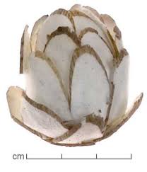 Image result for Aeschynomene elaphroxylon