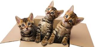 Suki the cat has a better life than me and his instagram profile proves it. The Ultimate Guide To Caring For Your Bengal Cat Or Kitten Bengal Cat Care
