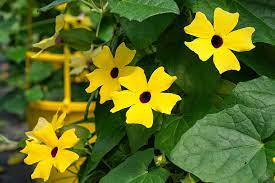 Trailing houseplants with long vines are easy to care for and look great in a hanging basket. 20 Best Hanging Plants Easy Plants For Hanging Baskets