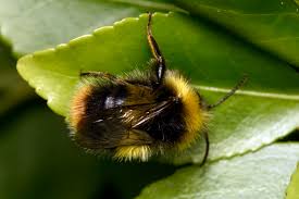 Image result for Bombus pomorum