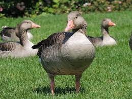 Facile à préparer, qu'on l'aime entier, en magret ou bien sûr pour son délicieux foie gras, le canard a plus d'un tour dans son sac. Foie Gras Eviter Le Gavage Grace Au Microbiote Intestinal Sciences Et Avenir