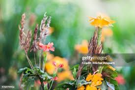 Image result for Crossandra nilotica