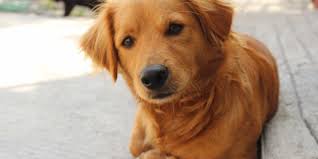 Epilepsy In Dogs Vet Services Hawke S Bay