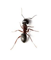 Indoors, carpenter ants may have discovered an area of your. Ant Control Berlin Conway New Hampshire Presidential Pest Control Llc