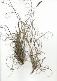 Image result for Pentameris