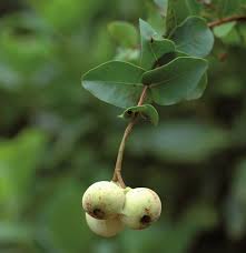 Image result for Syzygium komatiense