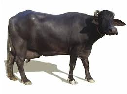 Indian Buffalo at Rs 75000 | Ghel | Ambala | ID: 11209806962