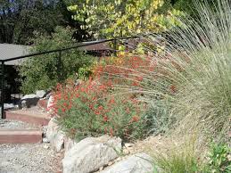 Tustin, ca landscape design professionals. Native Plant Landscape Design