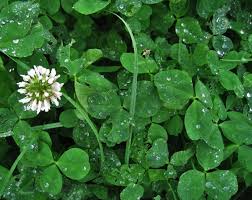We did not find results for: Shamrocks And Four Leaf Clovers What S The Difference The Old Farmer S Almanac
