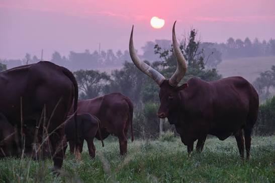 Ankole cattle at Emburara, shot for @uganda_tourism a couple of years ago.  @ugwildlife @exploreuganda @visitugandauk @emburarafarmlodge #uganda  #travelphotography #travelphoto #africa #sunrise #uganda #farming #cattle # longhorn #ankole