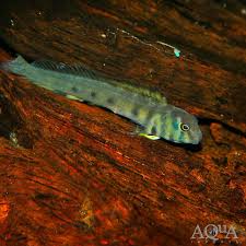 Image result for Brachyachne simonsii