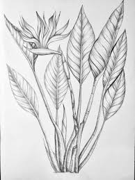 Drawing Bird Of Paradise Flower Outline Jungle Fever Drawing Maniac Tree Drawings Pencil Drawings Tropical Art