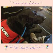 Get Your Esa Registration For Just 98 Same Day Esa Certifications For Any Enquiry Visit Our Official We Emotional Support Animal Support Animal Service Dogs