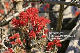 Image result for Erythrina abyssinica