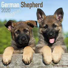 We would like to show you a description here but the site won't allow us. Jerman Dog Puppy Wow