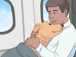 Service dog gear & credentials, emotional support animal gear & credentials, esa letters. 3 Ways To Register An Emotional Support Dog Wikihow