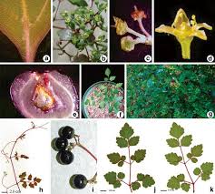 Image result for Vitaceae