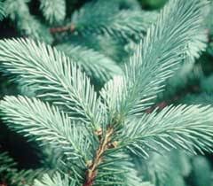 Check spelling or type a new query. Mail Order Vermont Christmas Trees Learn The Tree Types Then Order