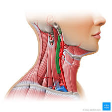 It is a complex operation and requires a sound knowledge of the figure 44: Carotid Triangle Anatomy Kenhub
