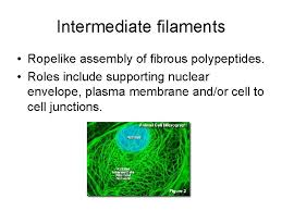 What animal cell structure contains hydrolytic enzymes. Eukaryotic Cells Structure Of Eukaryotic Cells Nucleus Contains