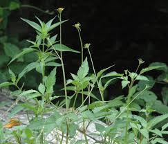 Image result for Bidens sp.no.1