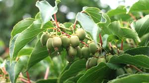 Image result for foto minikiwi