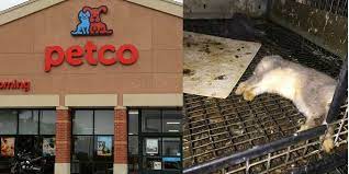 Petco encourages you to consider purchasing a pet only when all adoption options have been unsuccessful. This Is Where Petco And Petsmart Get Their Animals The Dodo
