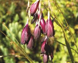 Image result for Dierama formosum/plowesii intermediates