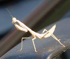 Airy near philadelphia, united states. Albino Praying Mantis