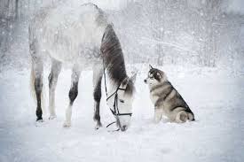Tale Of Two Friends In 2020 Horses Wild Animals Photography Animals Beautiful